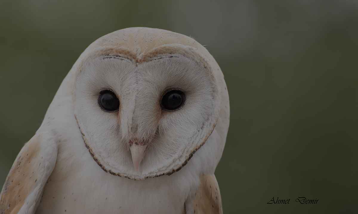 Barn Owl